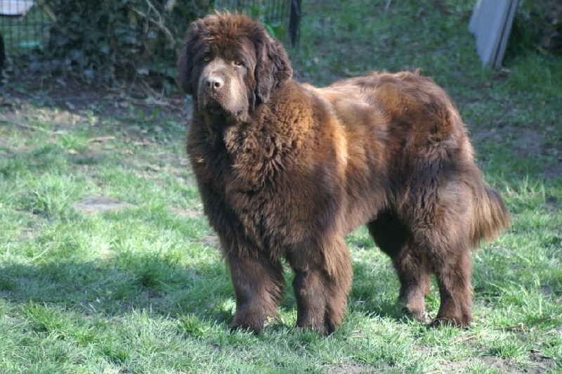 CH. Gone with the wind scarlett de l'océan des rêves