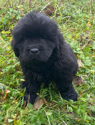 CHIOT