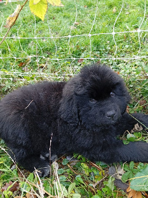 CHIOT