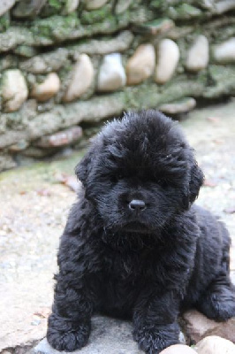 CHIOT