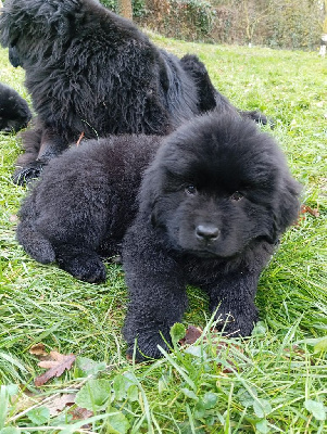 CHIOT