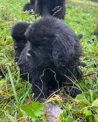 CHIOT