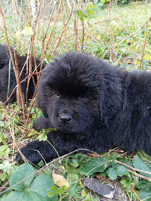CHIOT